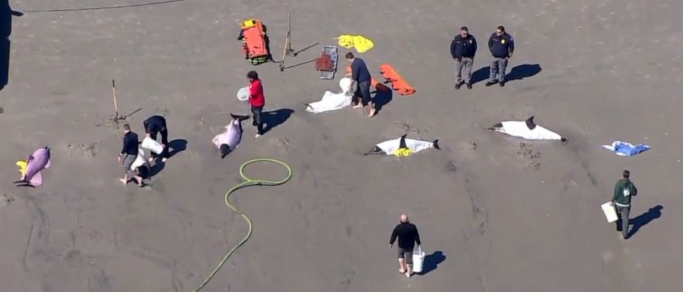 PHOTO: Eight dolphins were stranded on a beach in Sea Isle, N.J., on March 21, 2023.