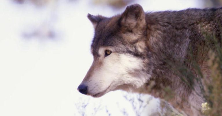 How the re-introduction of wolves is impacting Colorado