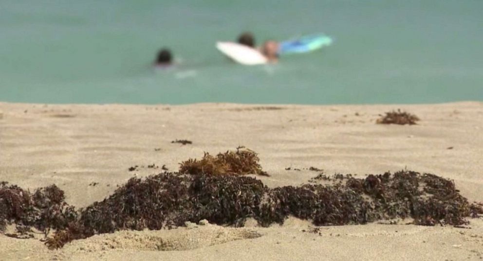 PHOTO: Florida beaches start to see the arrival of massive 5,000-mile-wide seaweed bloom.