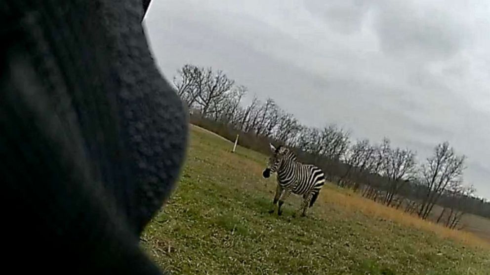 PHOTO: A screengrab from a police bodycam footage shows police in Ohio rescue a man who was allegedly attached by an aggressive zebra on March 12, 2023.