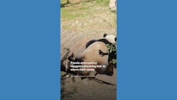 WATCH: Magpies annoy panda by plucking her hair to warm their nests