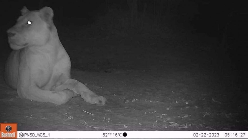 PHOTO: An image released by the government of Chad and the Wildlife Conservation Society (WCS) on April 20, 2023, shows a healthy female lion in Chad’s Sena Oura National Park, where the big cats have not been seen since 2004.