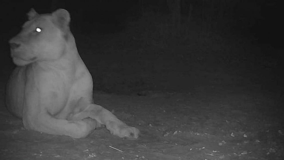 PHOTO: An image released by the government of Chad and the Wildlife Conservation Society (WCS) on April 20, 2023, shows a healthy female lion in Chad’s Sena Oura National Park, where the big cats have not been seen since 2004.