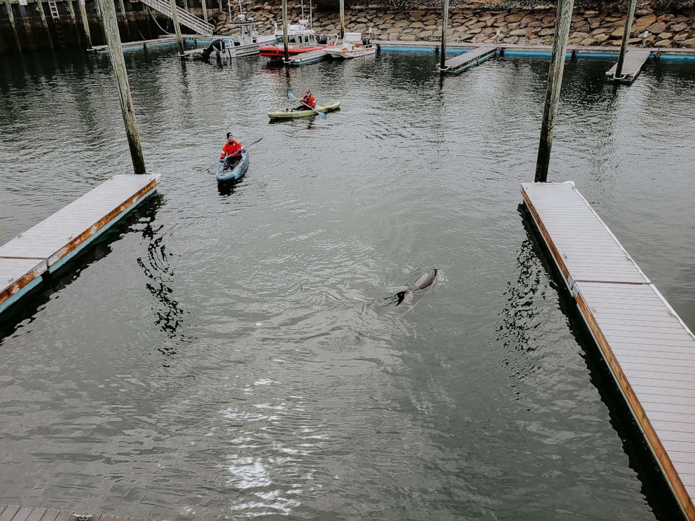 PHOTO: The International Fund for Animal Welfare's Cape Cod rescue team saved trapped dolphins.