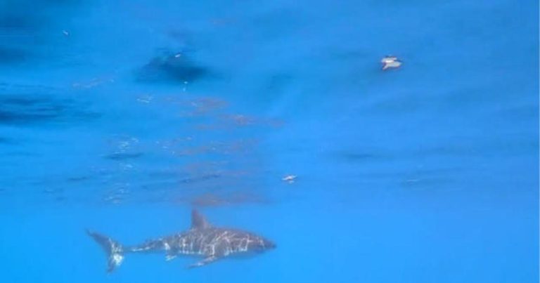 Researchers say great white shark population off East Coast is booming