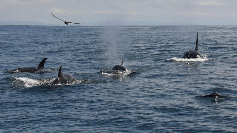 Tour spots at least 20 killer whales off San Francisco