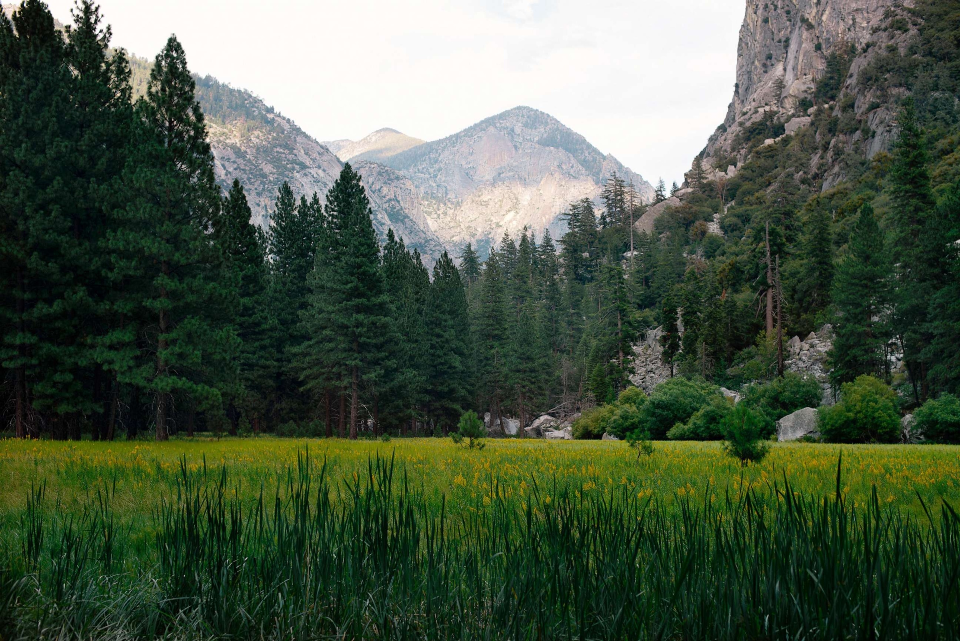 PHOTO: In this undated file photo, a meadow is shown in Kings Canyon National Park.