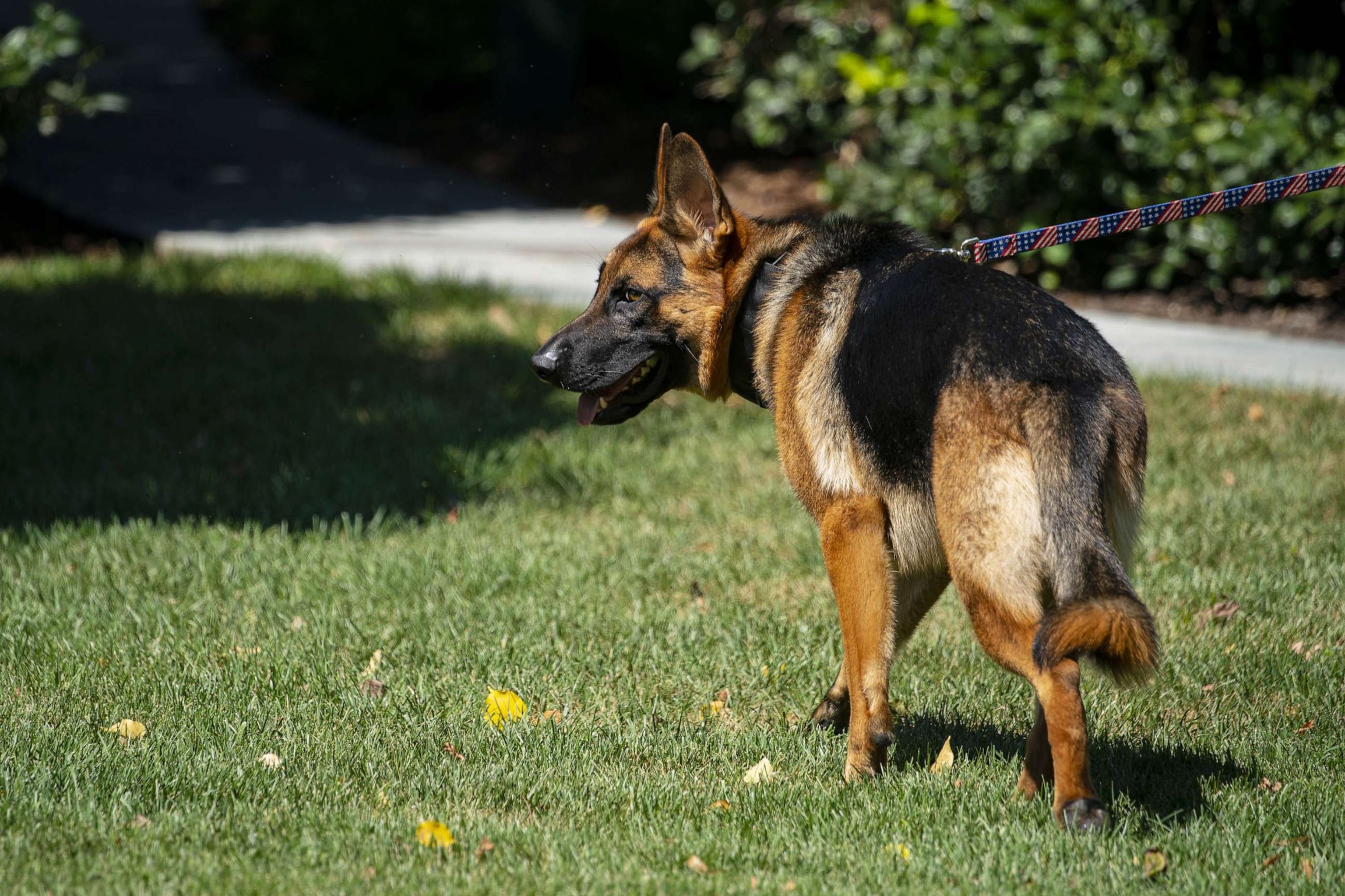 PHOTO: FILE - Commander, the dog of US President Joe Biden, walks on the South of the White House following Biden signing H.R. 4346, the Chips and Science Act of 2022, in Washington, D.C., Aug. 9, 2022.