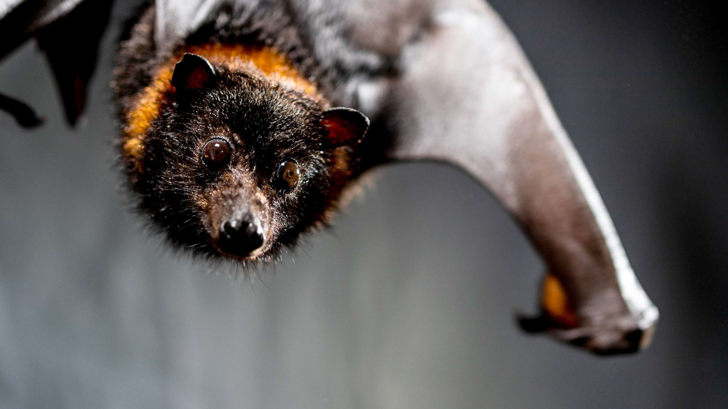 PHOTO: Mariana fruit bat