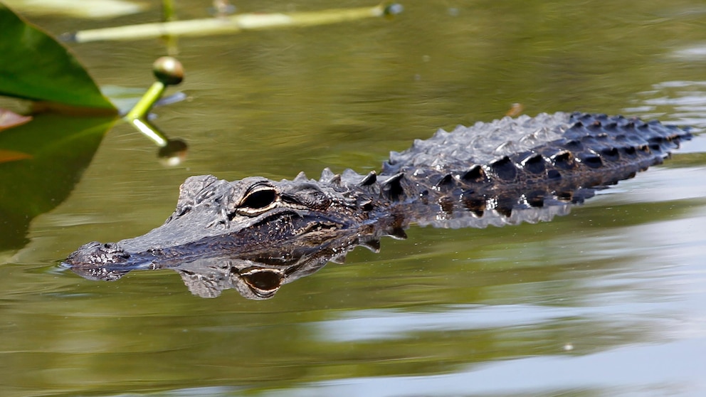 An alligator swims at the Everglades National Park, Fla., April 23, 2012. A group of Floridians plan to host a series of competitions themed according to the collective antics of the beer-loving, gator-possessing, rap-sheet heavy, mullet-wearing social media phenomenon known as “Florida Man.” The games will poke fun at Florida’s reputation for producing strange news stories involving guns, drugs, booze and reptiles — or some combination of the four. (AP Photo/Alan Diaz, file)