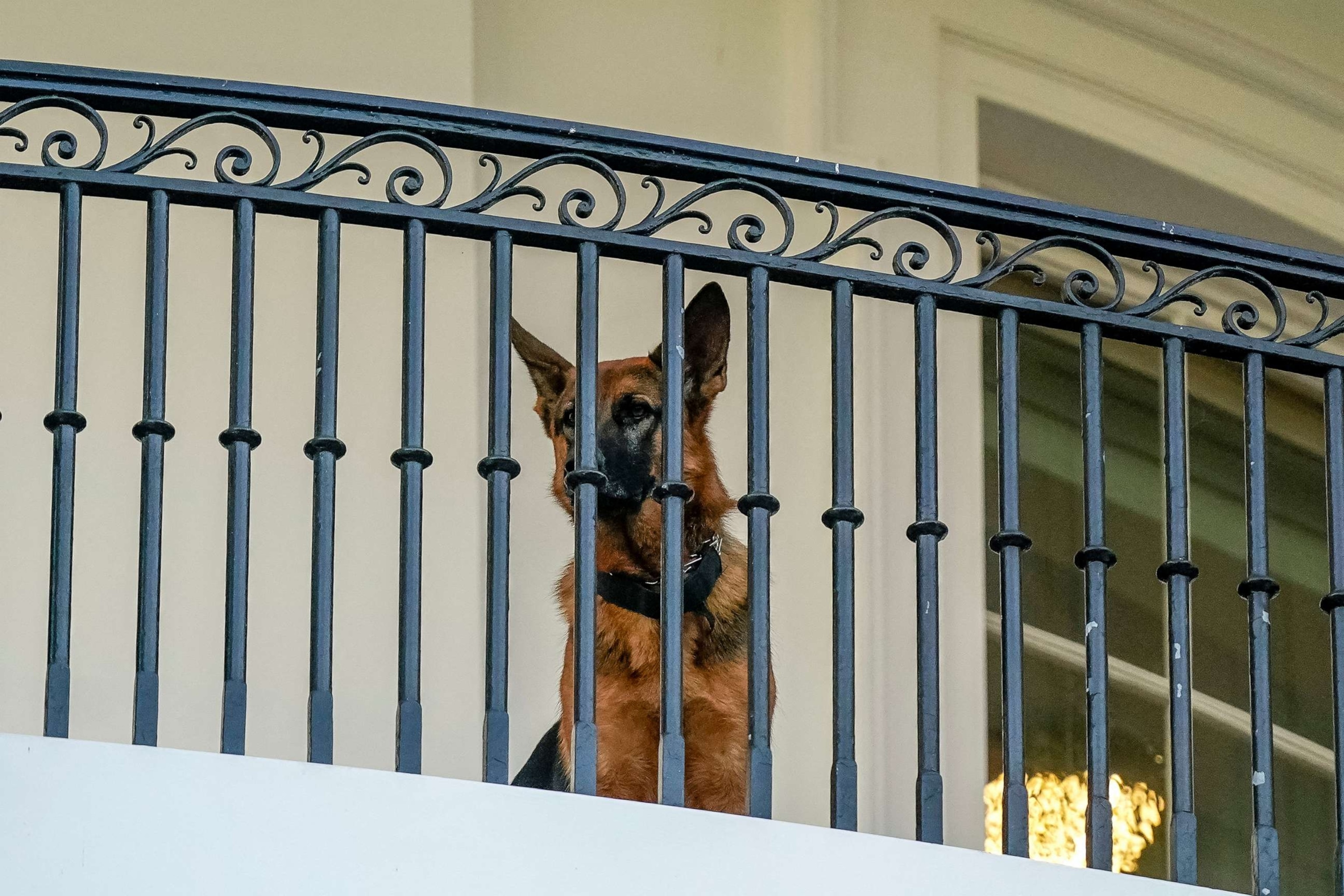 PHOTO: President Joe Biden's dog Commander in Washington, Sept. 30, 2023.