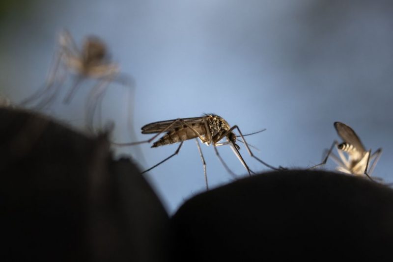 This photograph shows Mosquitoes trying to sting through a glove in a deep forest near Sundom, western Finland, on June 18 2023. Warmer temperatures and presence of stagnant waters creates more habitat for mosquitoes and increase the mosquito bite rate. (Photo by Olivier MORIN / AFP) (Photo by OLIVIER MORIN/AFP via Getty Images)