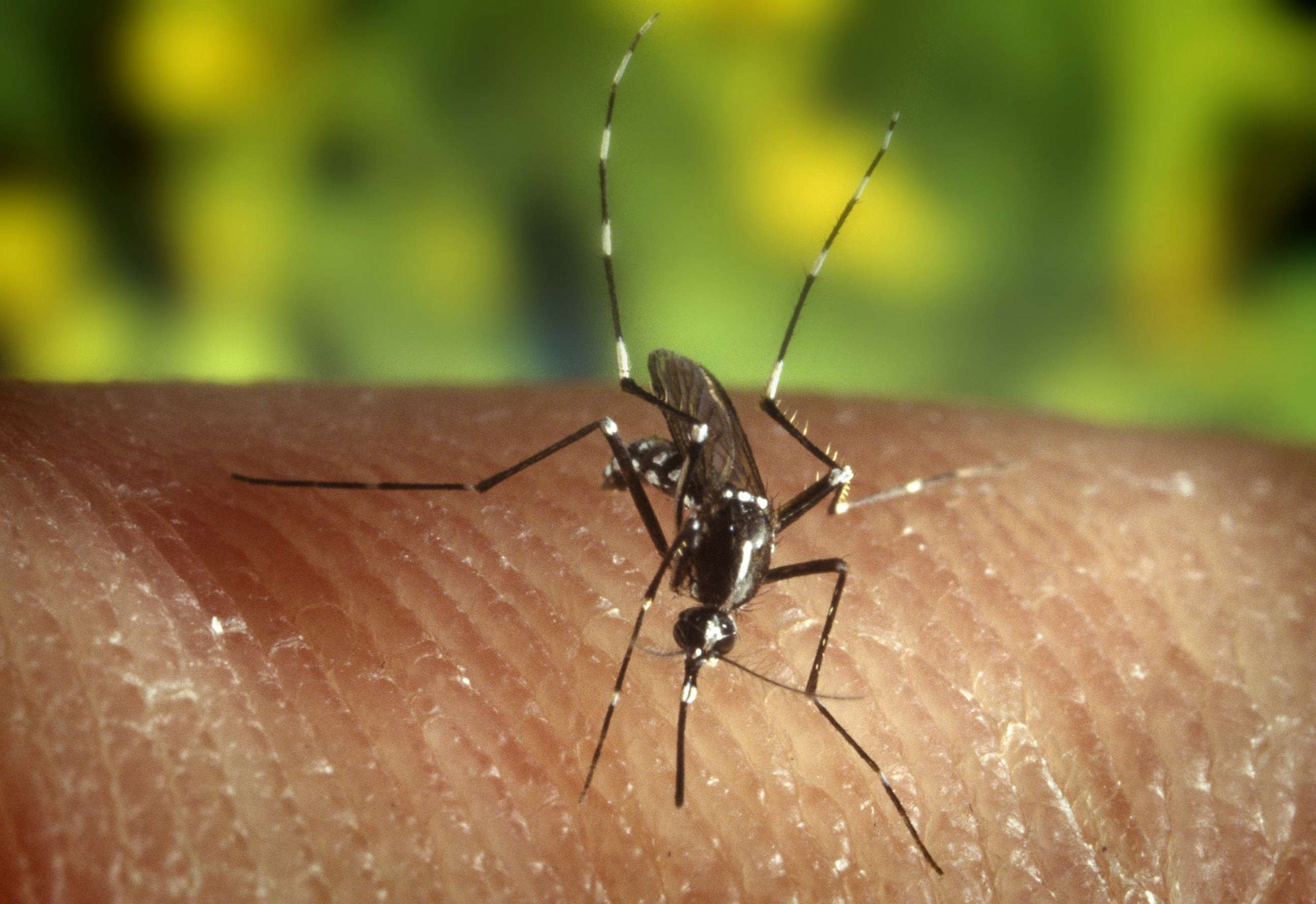 PHOTO: A female Aedes albopictus mosquito feeding on a human host.