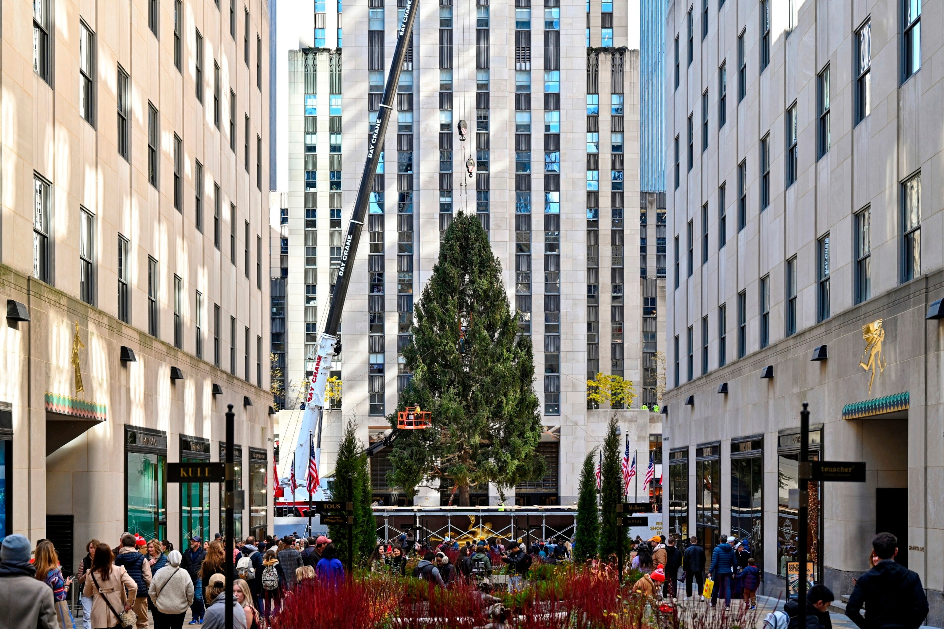 PHOTO: The Rockefeller Center Christmas Tree is lifted into place on the Plaza on November 11, 2023 in New York City.