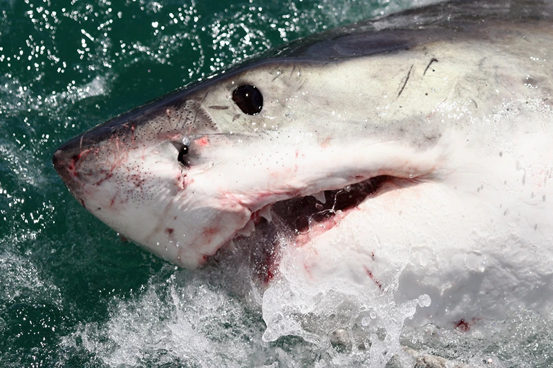 GANSBAAI, SOUTH AFRICA - OCTOBER 19: A Great White Shark is attracted by a lure on the 'Shark Lady Adventure Tour' on October 19, 2009 in Gansbaai, South Africa. The lure, usually a tuna head, is attached to a buoy and thrown into the water in front of the cage with the divers. The waters off Gansbaai are the best place in the world to see Great White Sharks, due to the abundance of prey such as seals and penguins which live and breed on Dyer Island, which lies 8km from the mainland. (Photo by Dan Kitwood/Getty Images) 