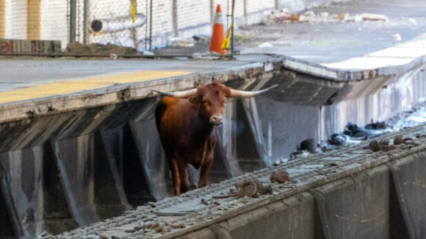 Bull captured after delaying NJ Transit service at Newark Penn Station