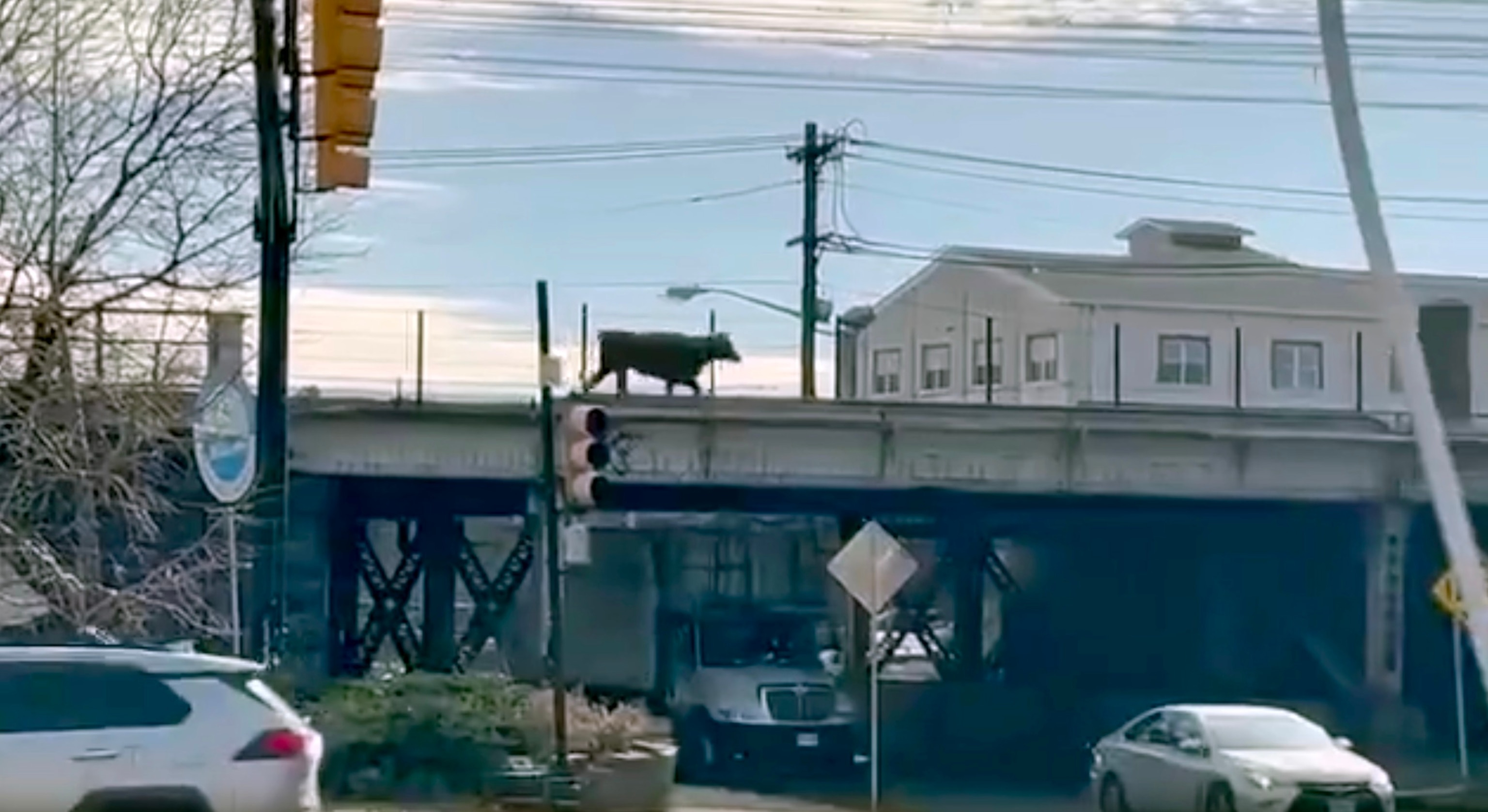 PHOTO: A bull roams the tracks of the New Jersey Transit railway system, Dec. 14, 2023.