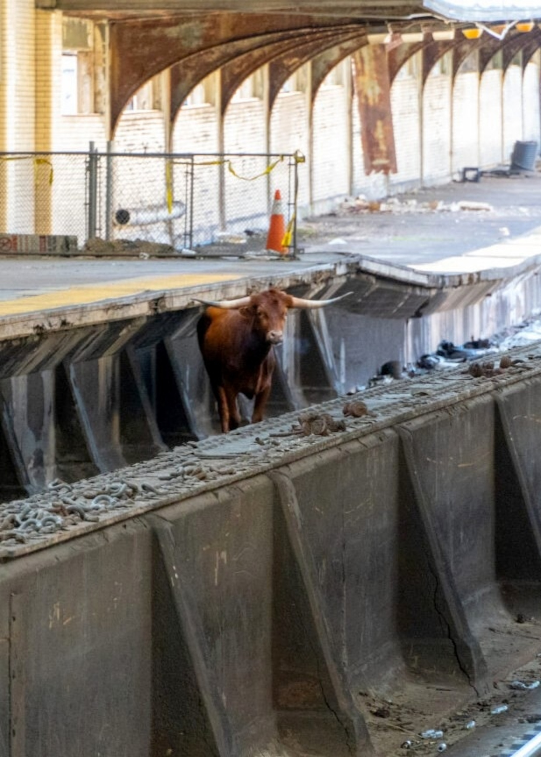 PHOTO: A bull is on the loose on the tracks at New Jersey's Newark Penn Station train station.