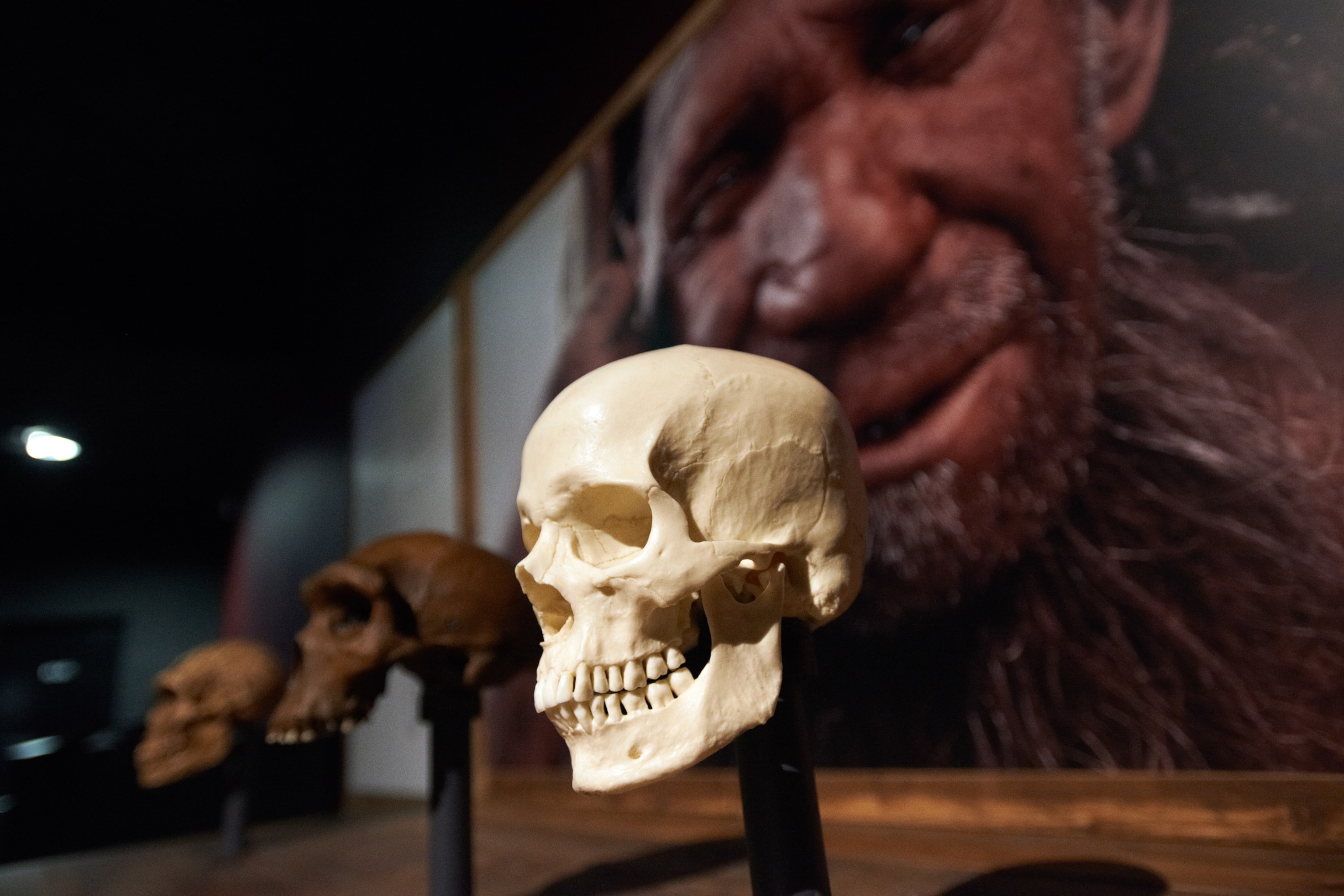 PHOTO: A human skull is on display with a picture of a Neanderthal man at The Museum of Natural History of Toulouse at an exhibition called 'Extinction: an end to the world ?,' in Toulouse. France,. Oct. 3, 2019. 