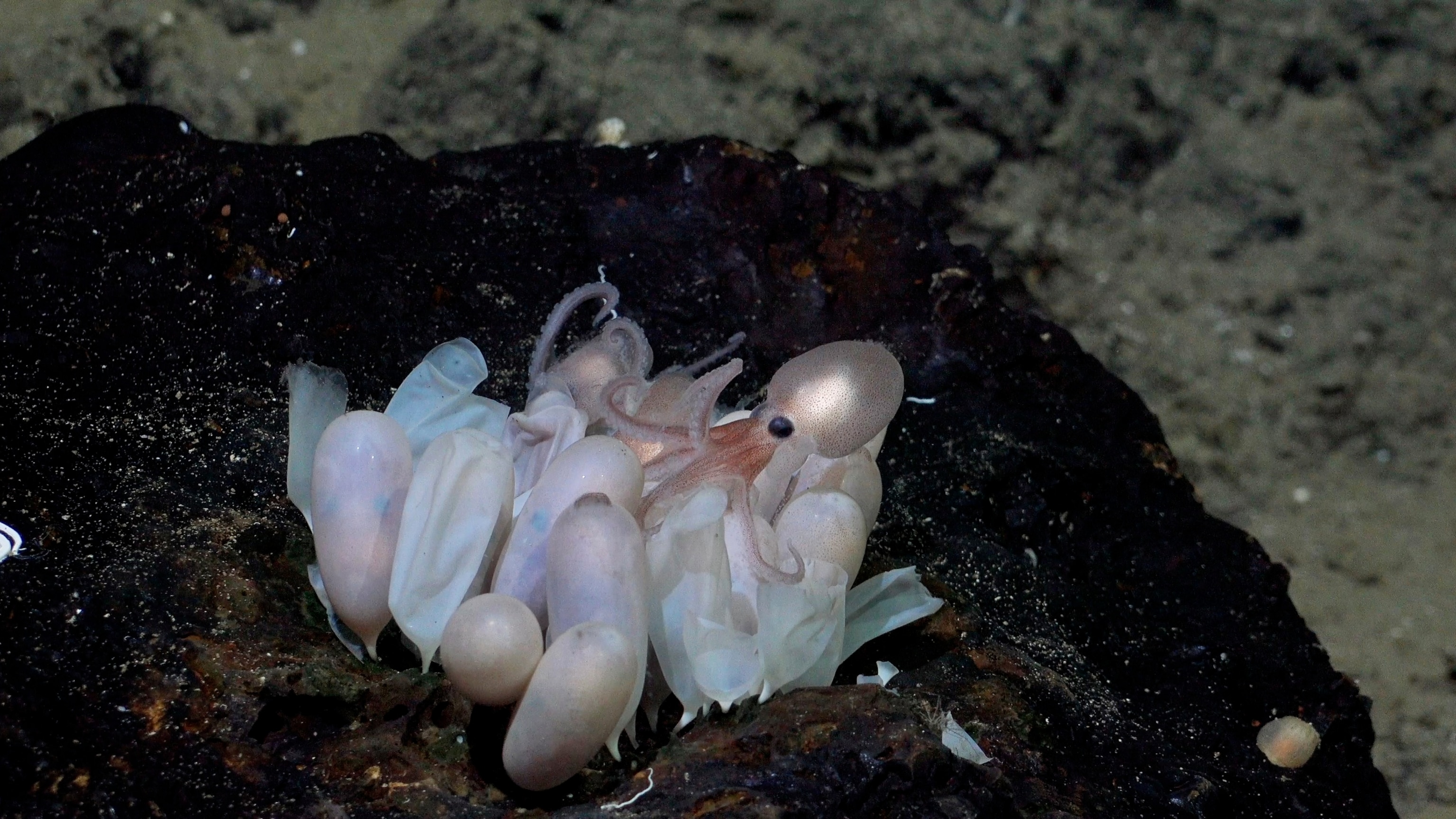 PHOTO: An octopus hatchling emerges from a group of eggs