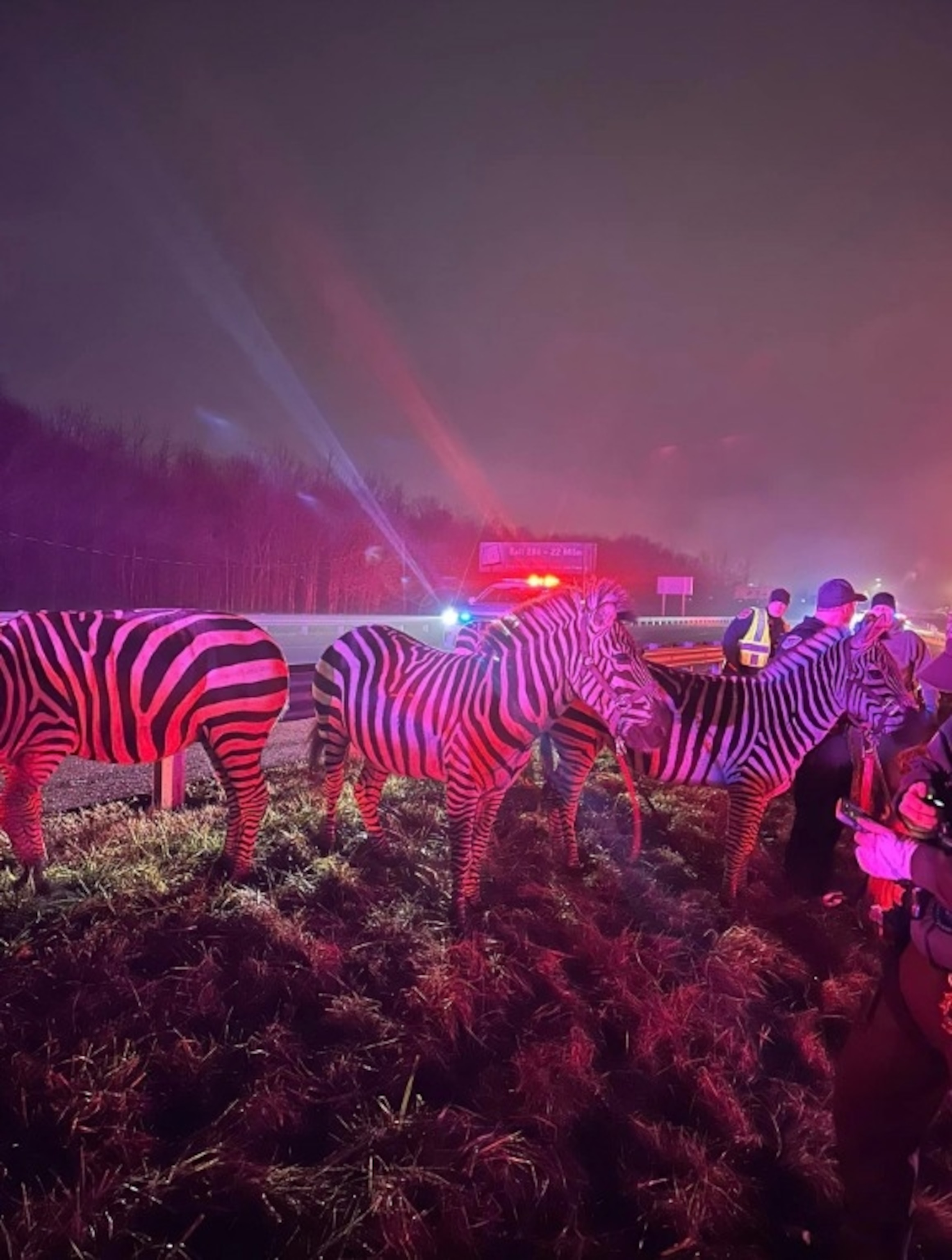 PHOTO: Several circus animals were rescued from a trailer after a semi-truck caught fire in Grant County, Indiana, on Jan. 27, 2024.