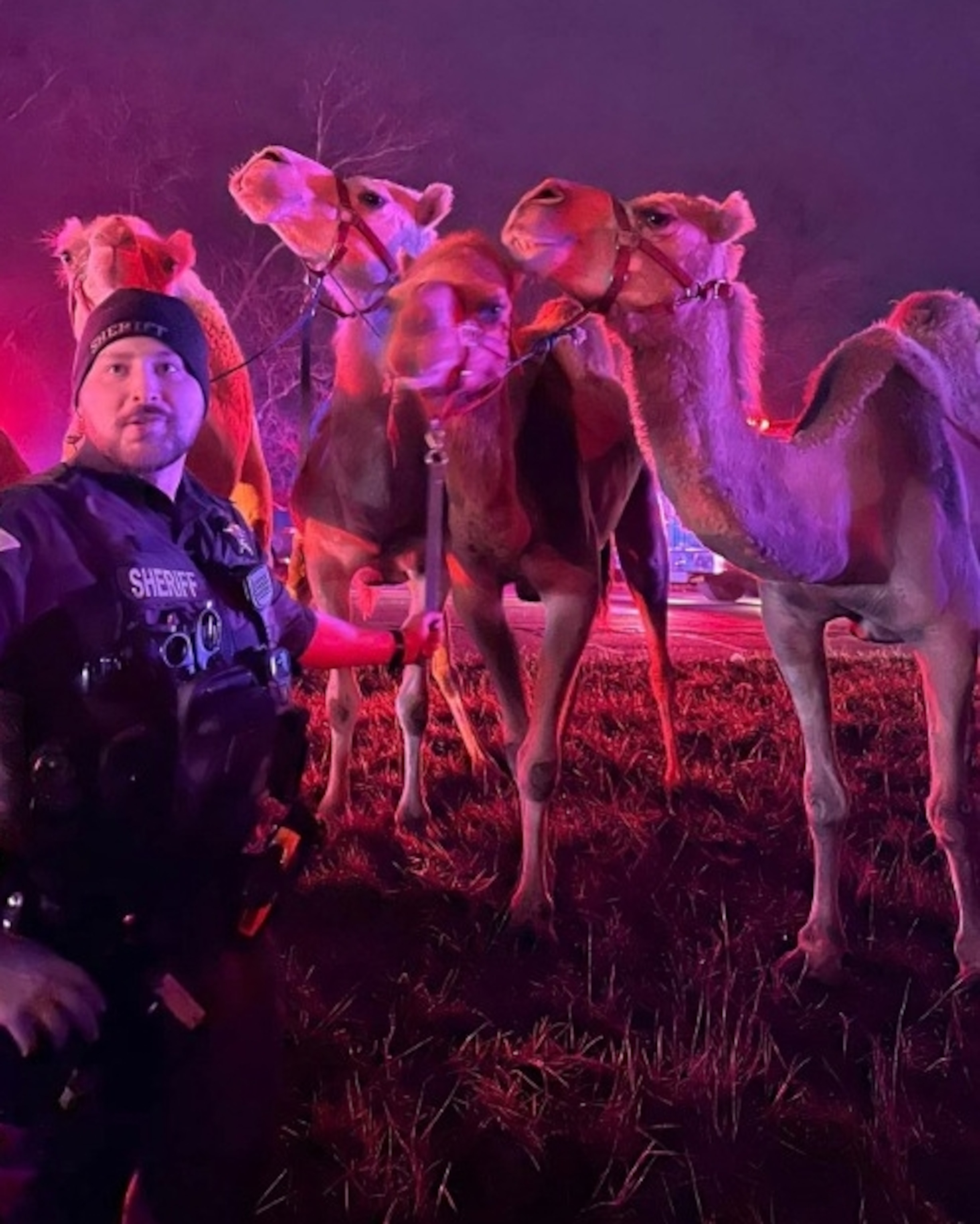 PHOTO: Several circus animals were rescued from a trailer after a semi-truck caught fire in Grant County, Indiana, on Jan. 27, 2024.