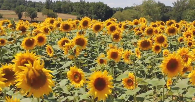 Nature: Sunflowers in Southern France