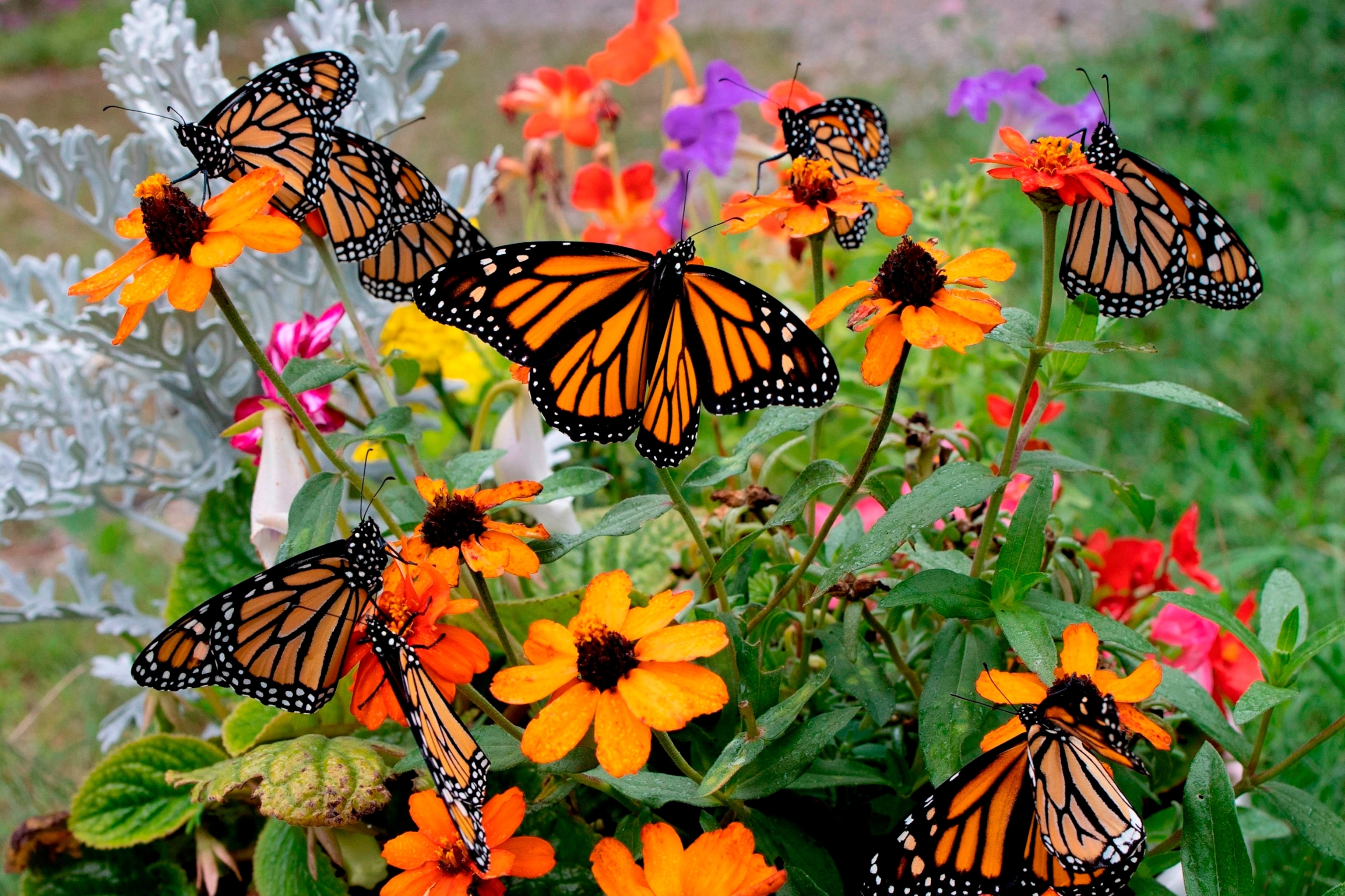 PHOTO: Newly released monarch butterflies, raised from a kit at home, land on garden flowers for the first time, Aug. 10, 2022 in Chatham, New Hampshire.