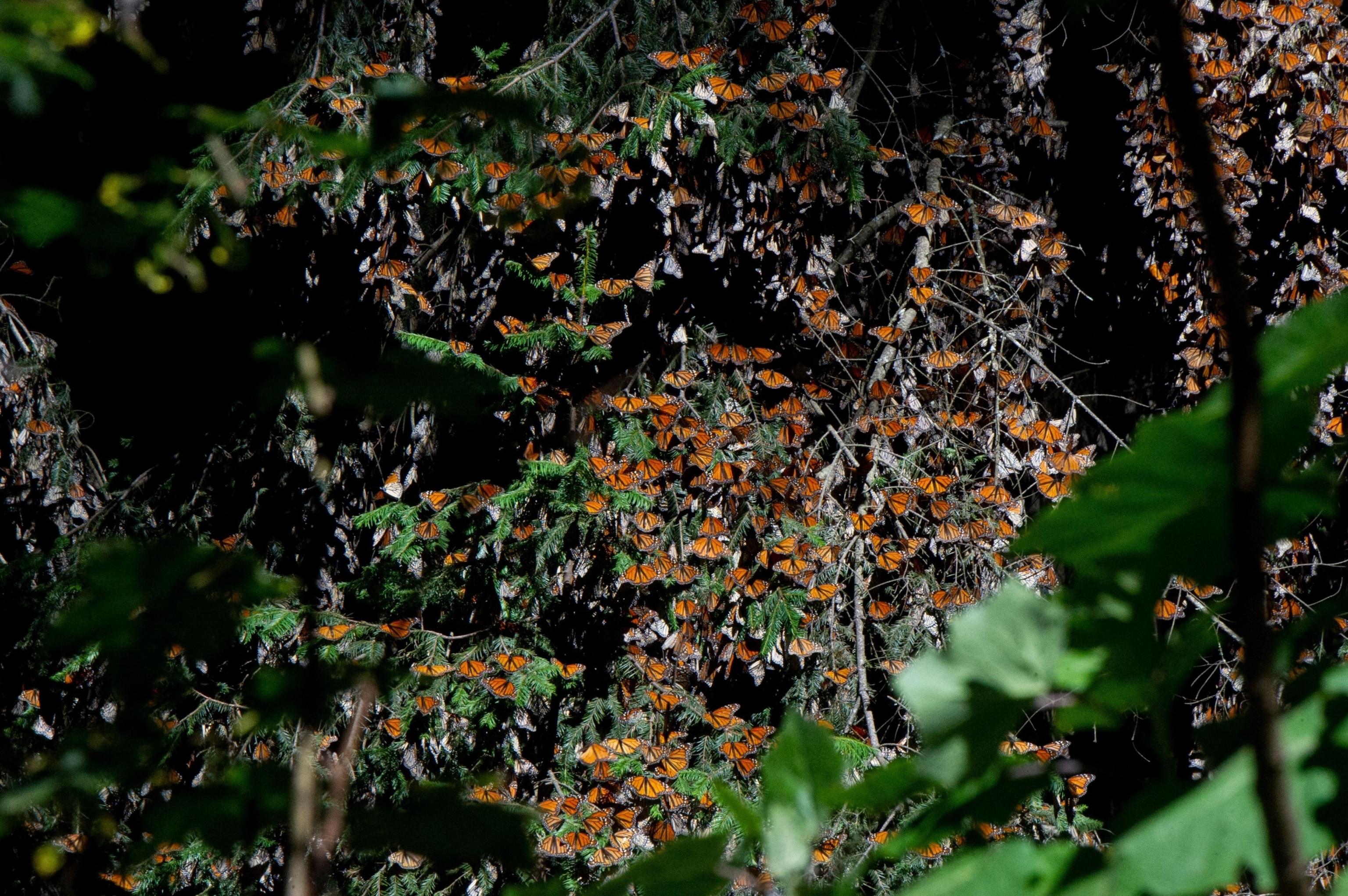 PHOTO: Monarch butterflies are seen at the Rosario Sanctuary, the winter home of Monarch butterflies Michoacan state, Mexico, on Feb. 11, 2022.