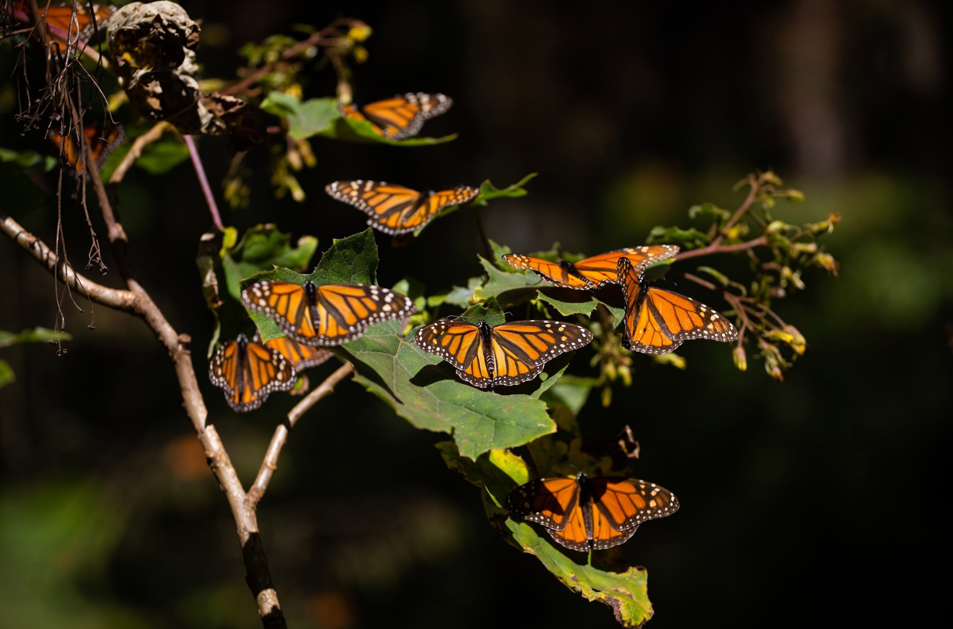 PHOTO: Monarch butterflies rest on a plant in El Rosario Butterfly Sanctuary, in Michoacan State, Mexico on Jan. 31, 2022.