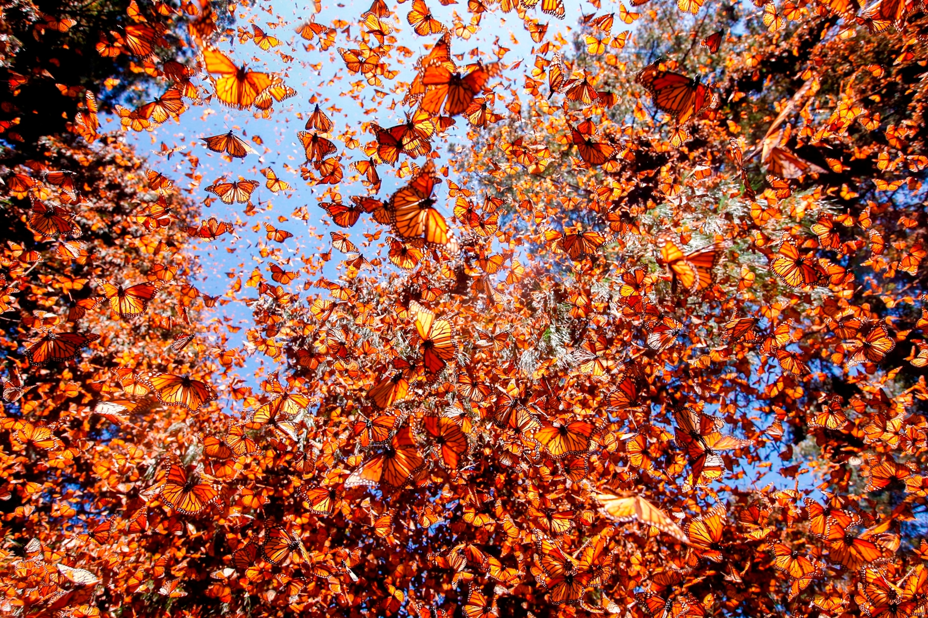 PHOTO: Monarch butterflies are seen flying Feb. 23, 2017 in Michoacan, Mexico. 