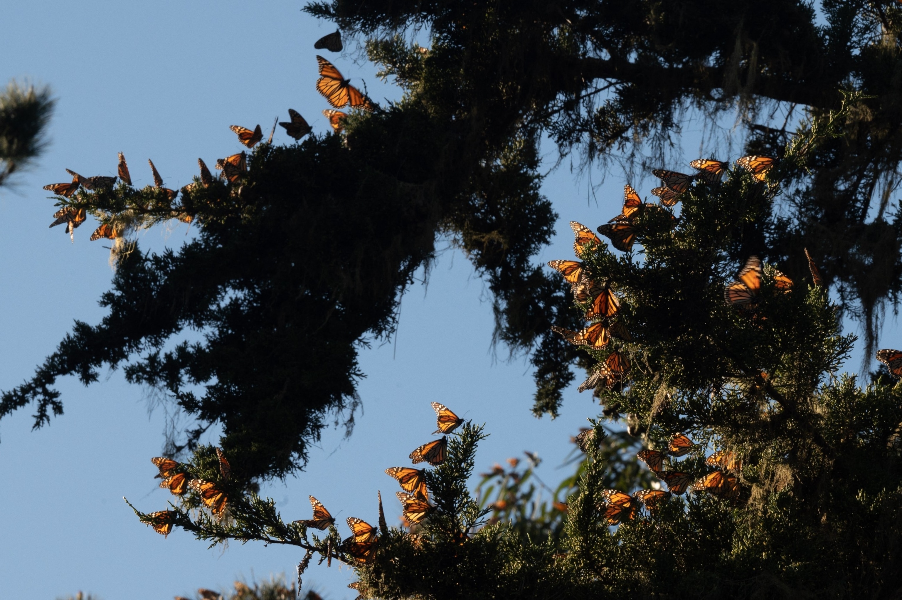 PHOTO: Monarch butterflies are seen in the trees as they overwinter in and around the Pacific Grove Monarch Sanctuary in Pacific Grove, California on January 26, 2023.