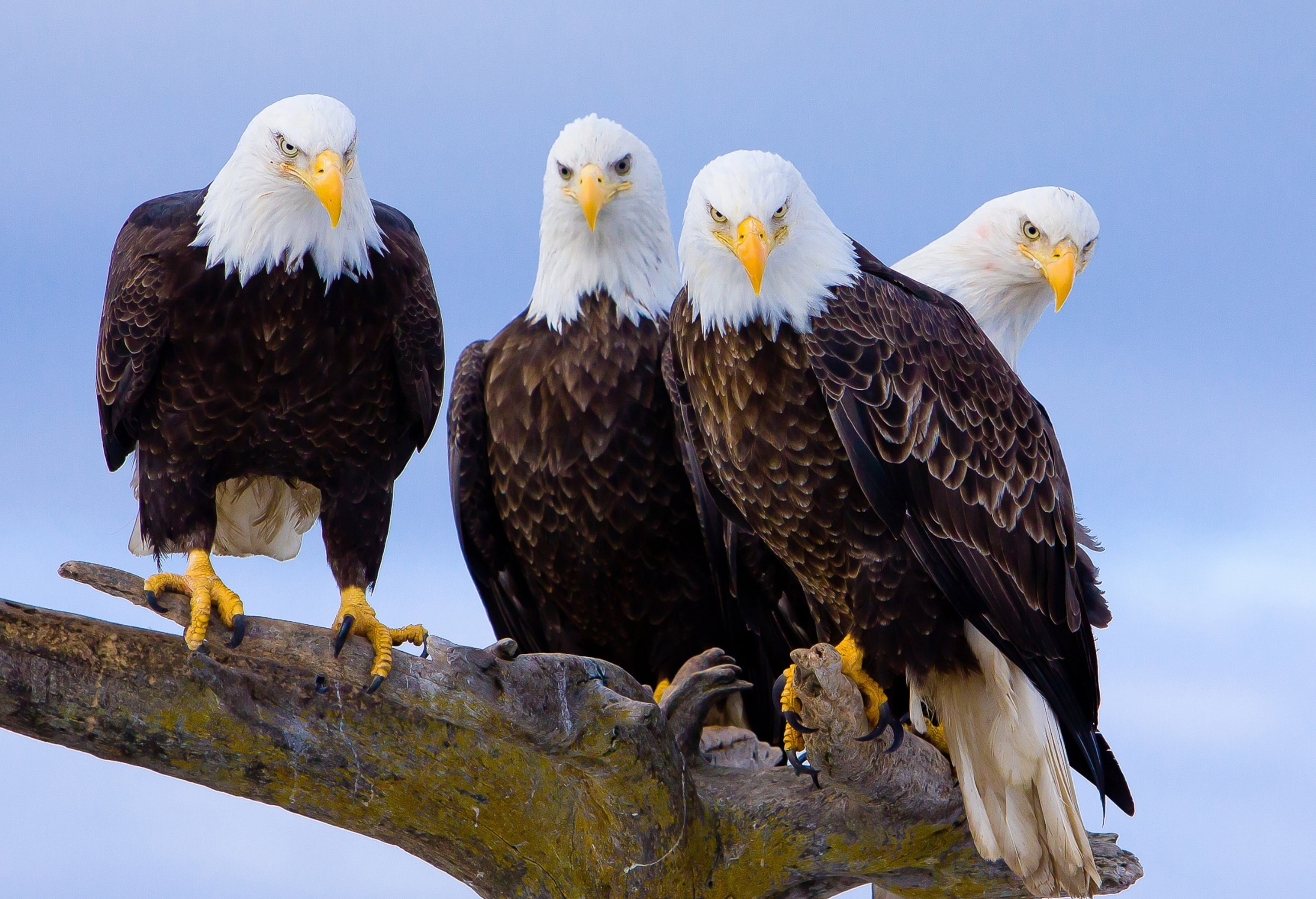 PHOTO: Portrait of four bald eagles perching on branch, Homer, Alaska,	June 17, 2018.