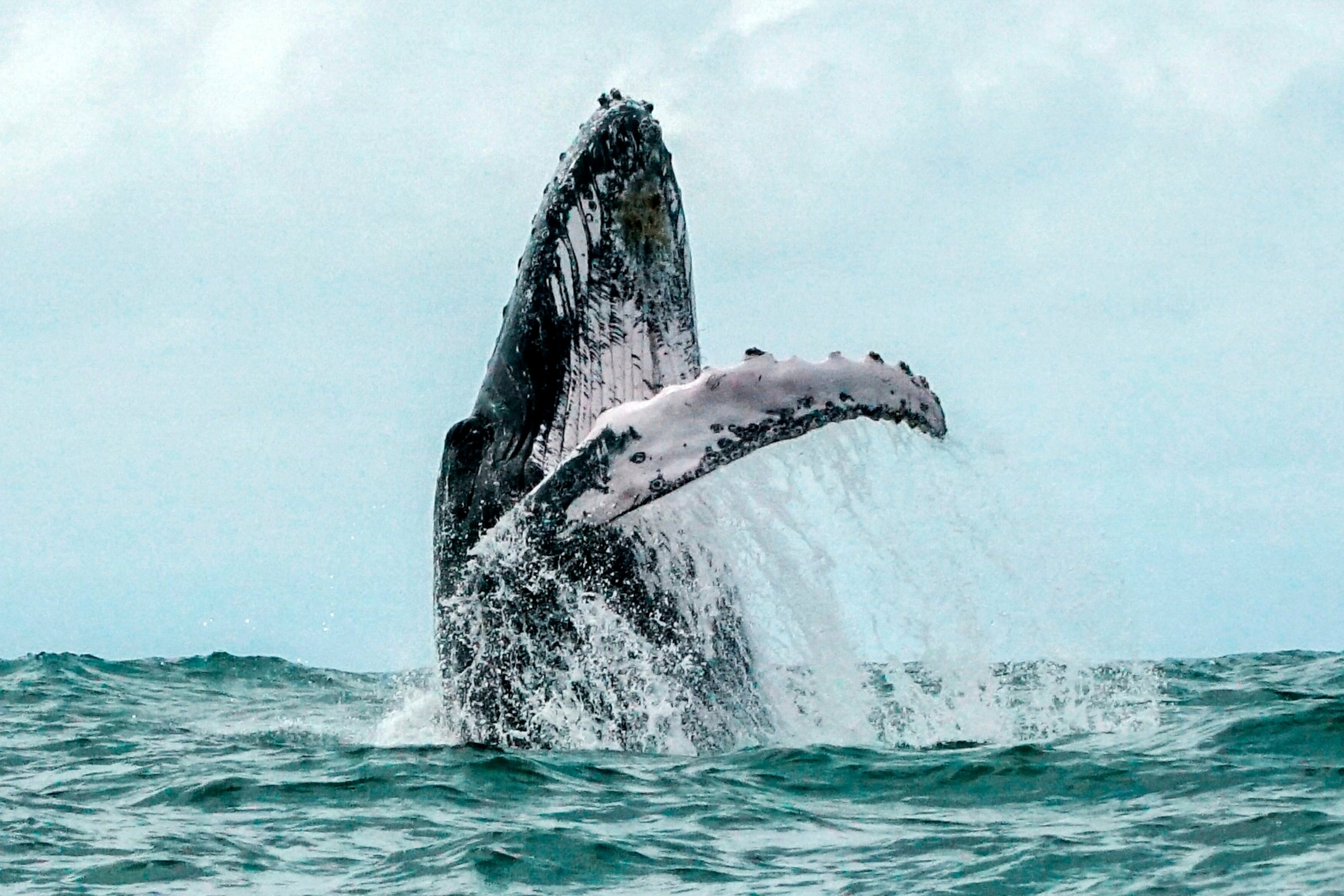 PHOTO: A Humpback whale jumps in the Uramba Bahia Malaga National Natural Park in Colombia, Aug. 12, 2018. 