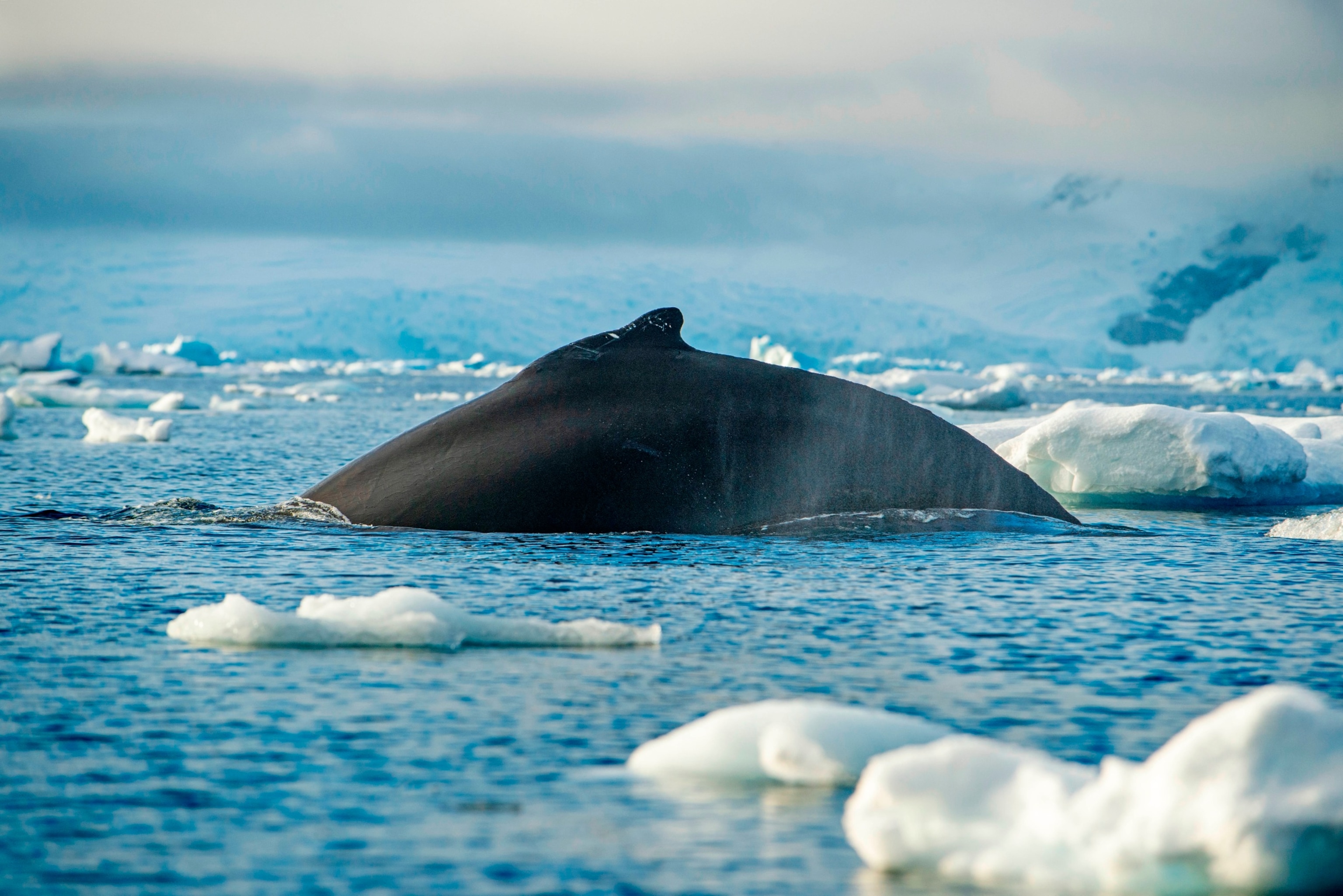 PHOTO: Adult humpback whale flukes-up dive in Wilhelmina Bay, Antarctica.
