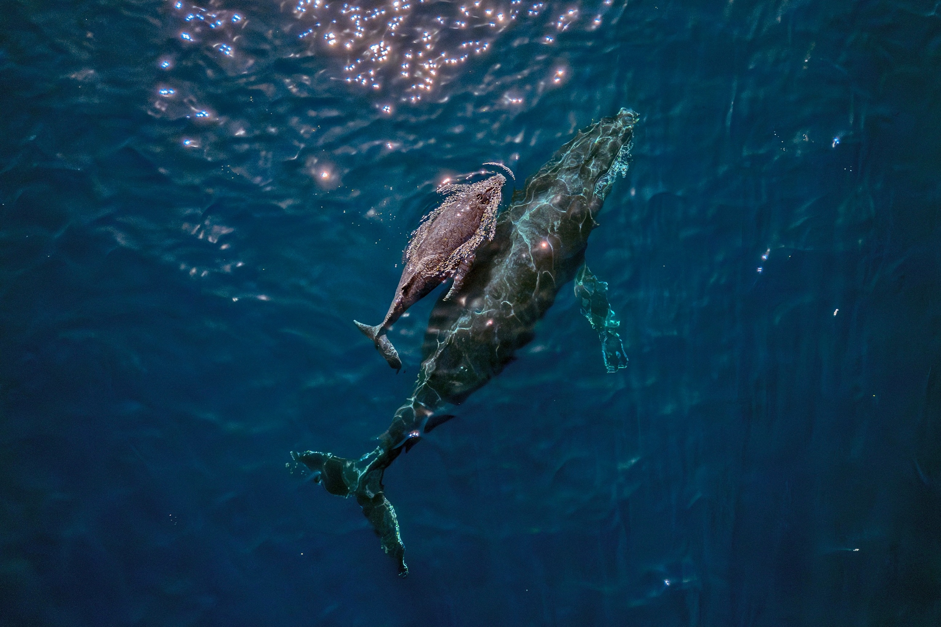 PHOTO: A mother humpback whale and calf are seen on the coast of Vitoria, Espirito Santo state, Brazil, Aug. 22, 2023. 