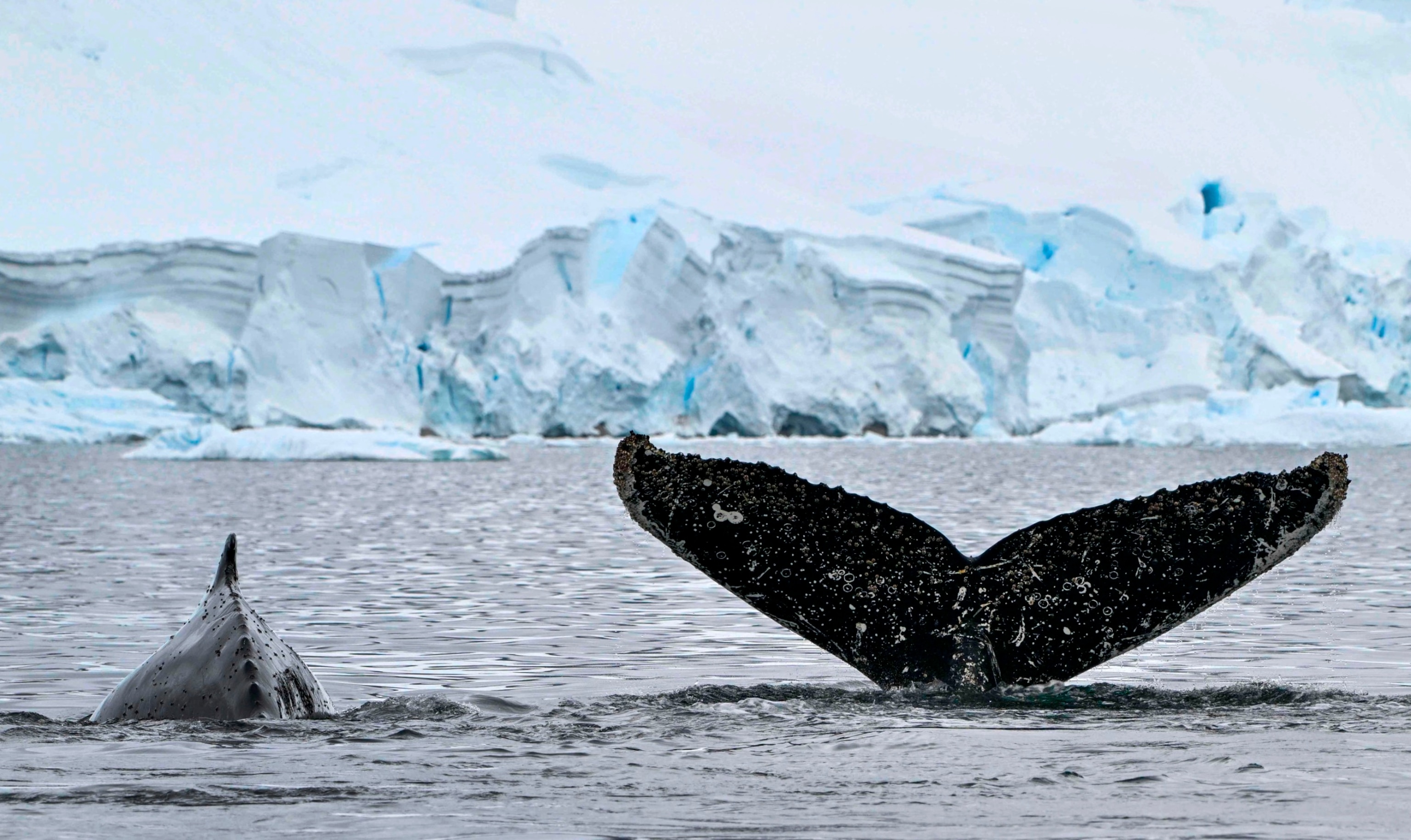 PHOTO: View of the tail of a Humpback whale at the Gerlache Strait in Antarctica, Jan. 19, 2024.