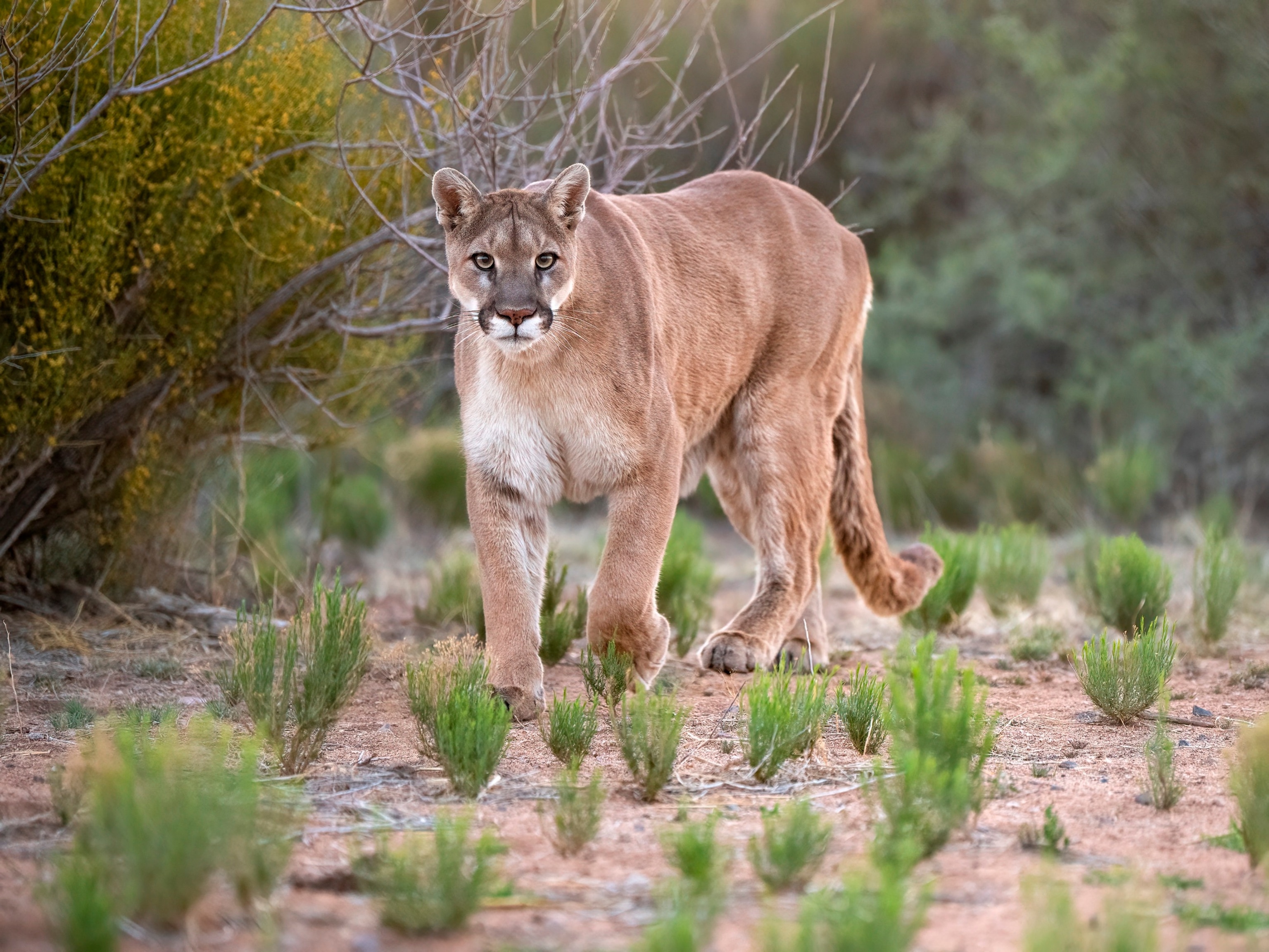 PHOTO: File photo of a mountain lion in Cornville, Ariz.