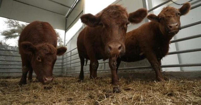 The unlikely role red cows play in war between Israel and Hamas