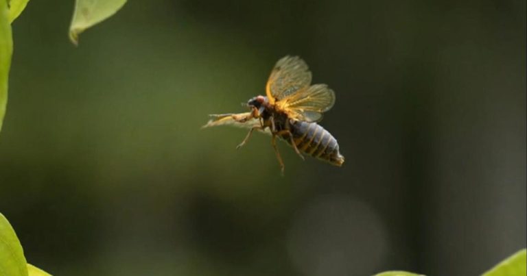 Cicada noise causes South Carolina residents to call sheriff