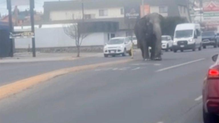 Circus elephant startled by backfiring vehicle stops traffic