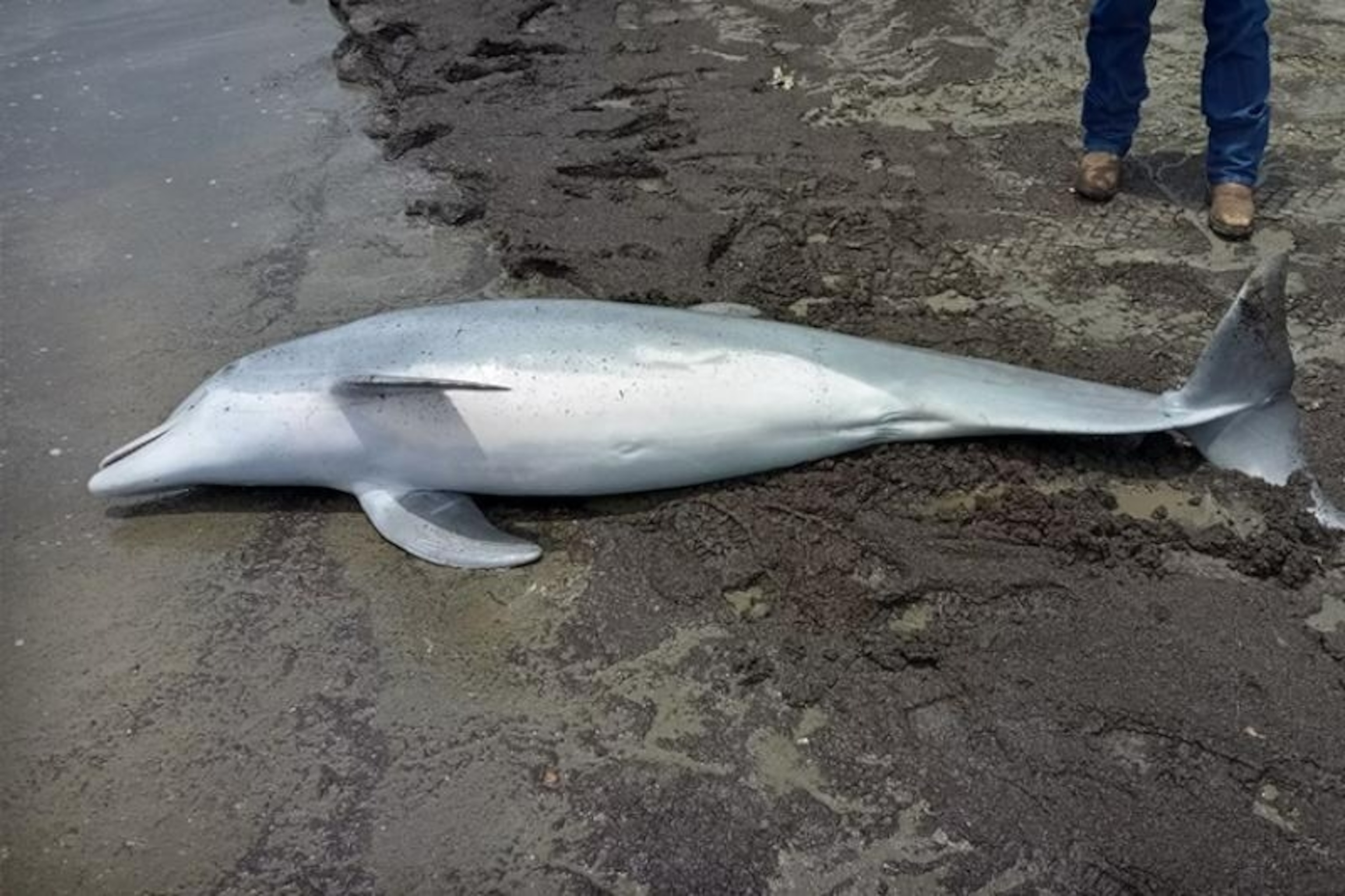 PHOTO: A juvenile bottlenose dolphin was found shot to death with bullets lodged in its brain, spinal cord and heart and now authorities are offering a handsome reward for information on who committed the gruesome act.