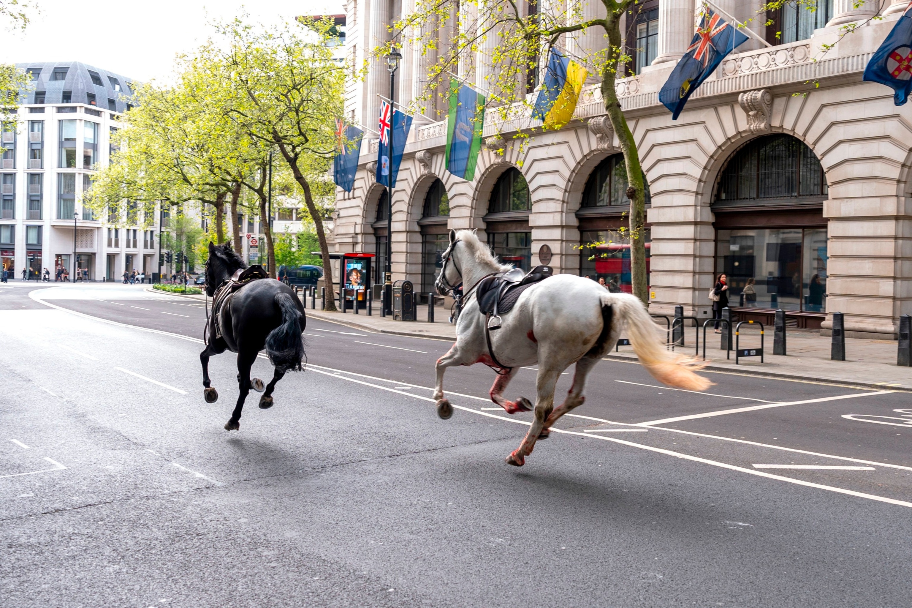 PHOTO: Two horses on the loose bolt through the streets of London near Aldwych, on April 24, 2024.