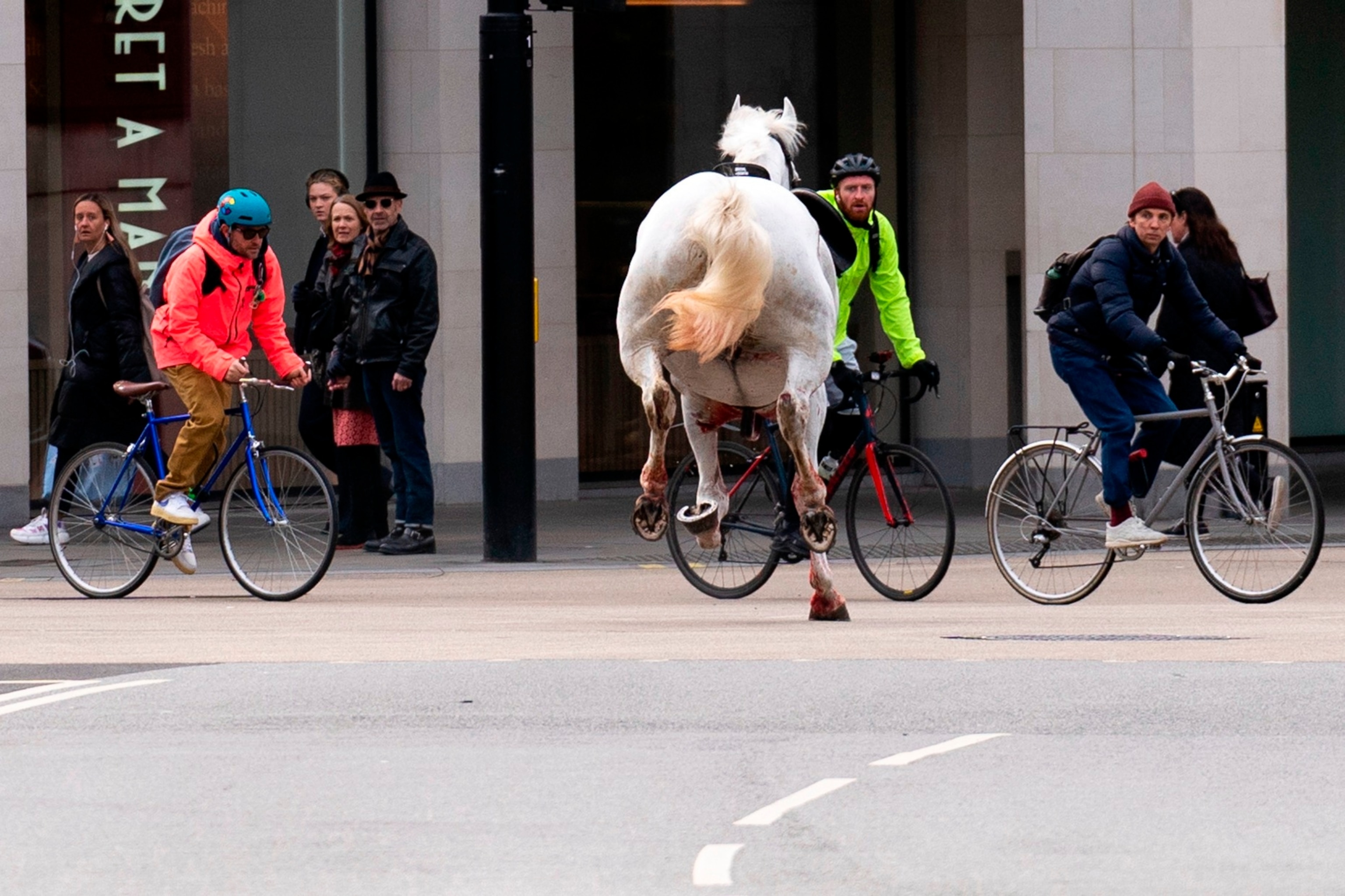 PHOTO: A white horse on the loose bolts through the streets of London near Aldwych on April 24, 2024.