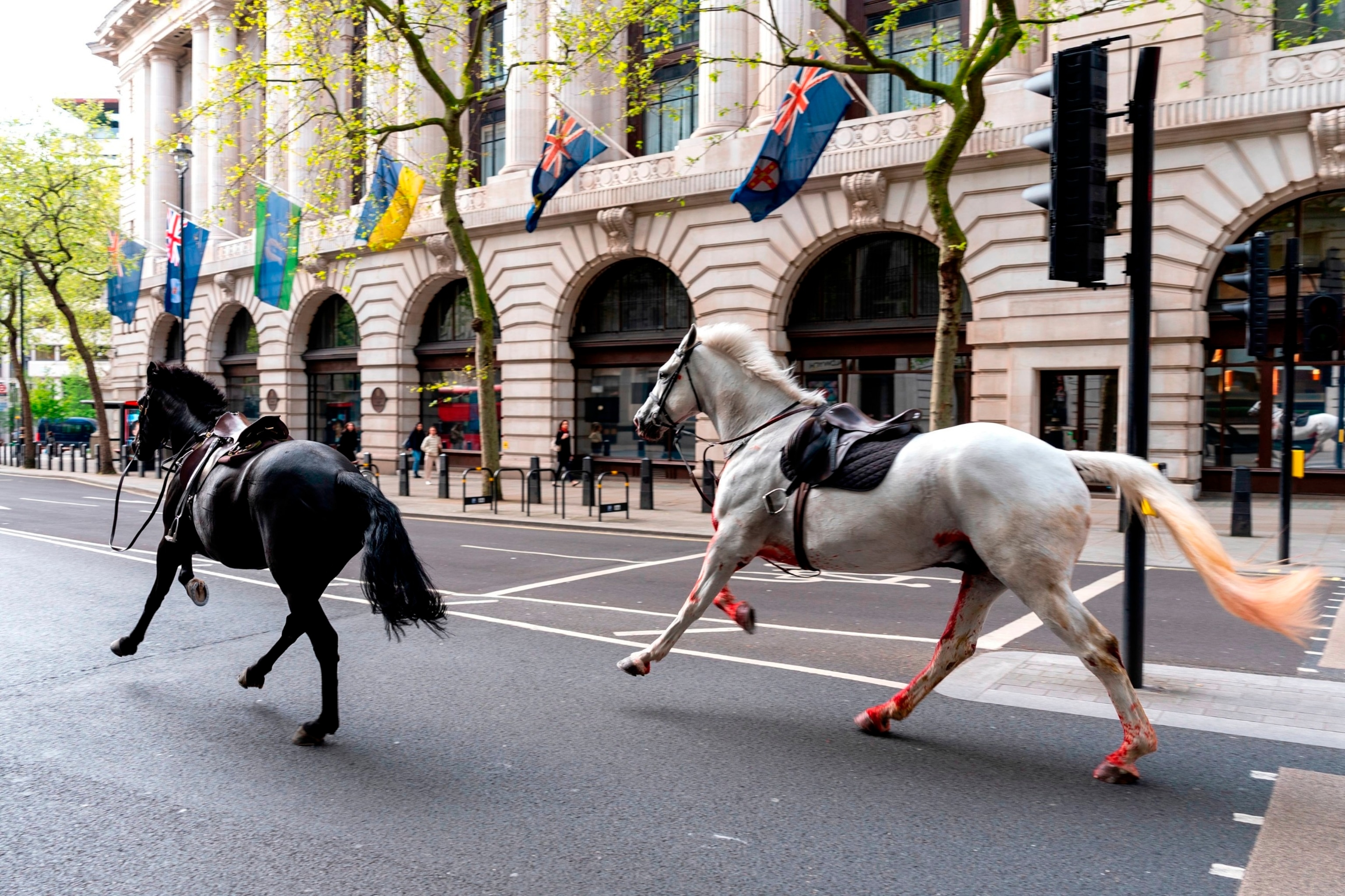 PHOTO: Two horses on the loose bolt through the streets of London near Aldwych, on April 24, 2024.