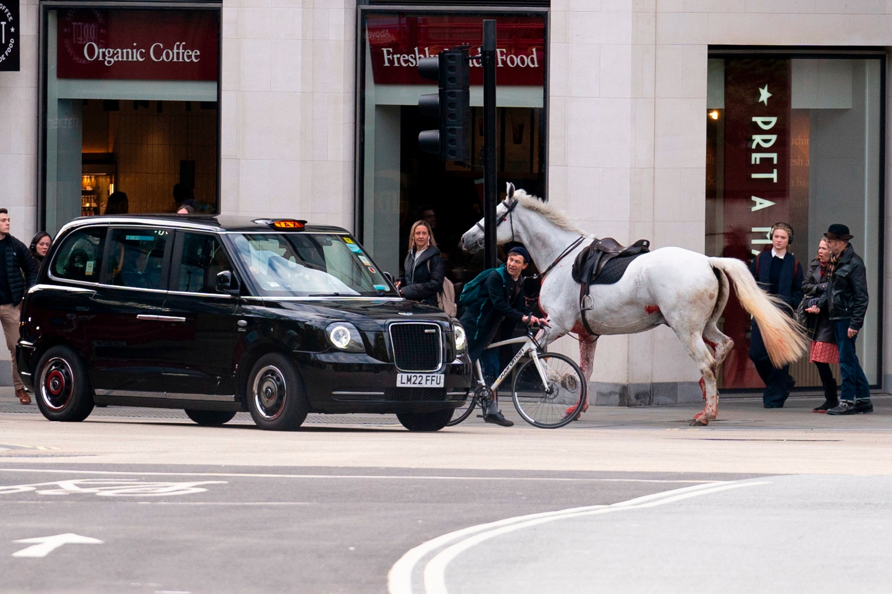 PHOTO: A white horse on the loose bolts through the streets of London near Aldwych, on April 24, 2024. 