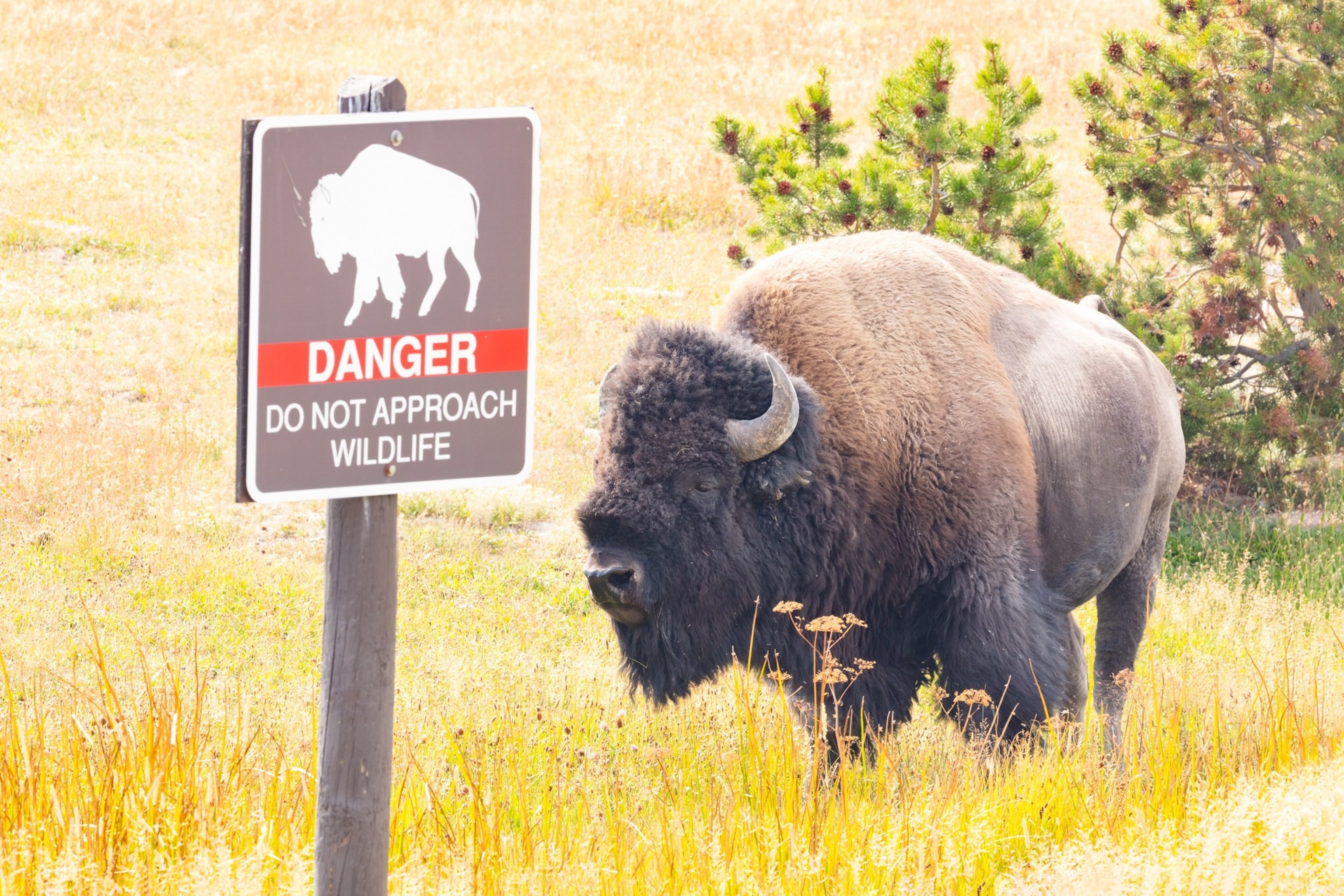 PHOTO: A 40-year-old man who allegedly kicked a bison in the leg while under the influence of alcohol at Yellowstone National Park, was injured by the animal and arrested, officials say.