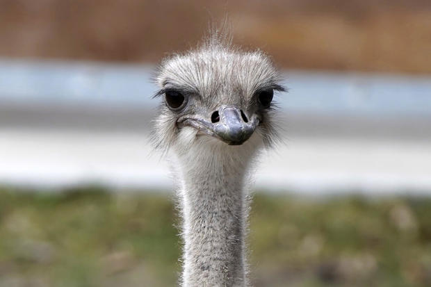 Ostrich dies after swallowing zoo staffer’s keys, Kansas zoo says