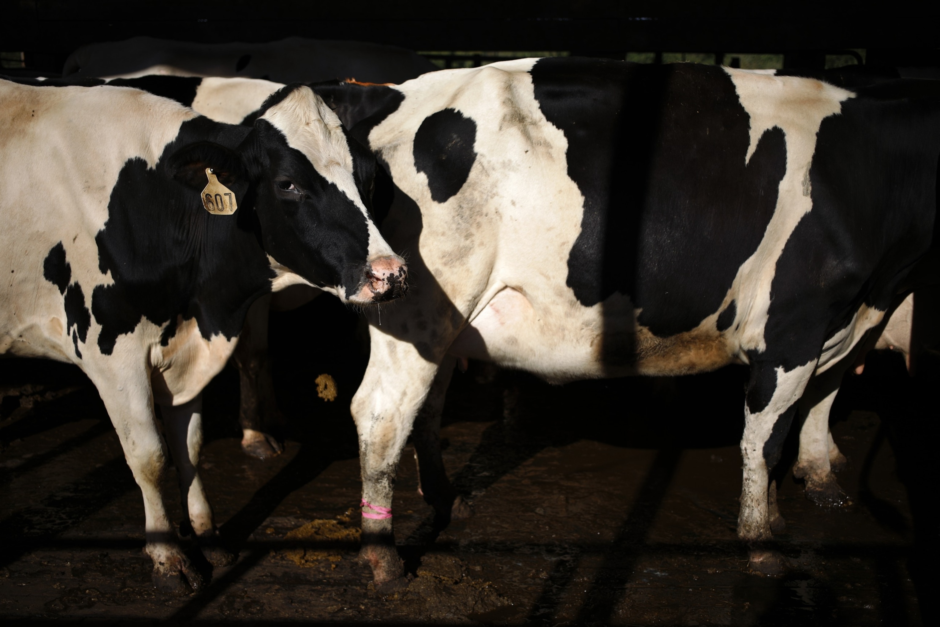 PHOTO: Holstein dairy cows at a dairy farm in Crestwood, Ky., Sept. 27, 2021.