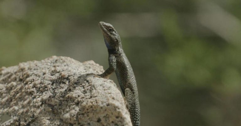 Why a 3-million-year-old lizard species in Arizona has virtually disappeared